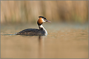 bei leichter Bewölkung... Haubentaucher *Podiceps cristatus*