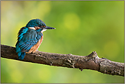 im Frühsommer... Eisvogel *Alcedo atthis*