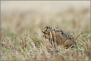 bei der Morgentoilette... Feldhase *Lepus europaeus*