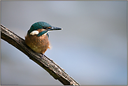 unmittelbar nach dem Ausflug... Eisvogel *Alcedo atthis*