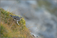 im Sommerkleid... Alpenschneehuhn *Lagopus muta*