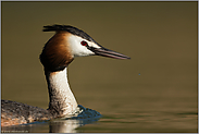 Portrait... Haubentaucher *Podiceps cristatus*