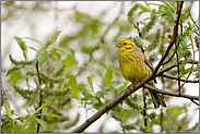 in der Weide... Goldammer *Emberiza citrinella*