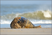 Strandvergnügen... Kegelrobben *Halichoerus grypus*