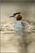 Lichtspiegelungen... Haubentaucher *Podiceps cristatus*