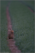 ganz früh... Feldhase *Lepus europaeus*