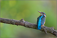 abgelenkt... Eisvogel *Alcedo atthis*