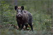 Begegnung im Forst... Wildschwein *Sus scrofa*