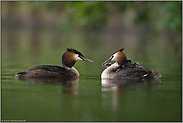 Familienbande... Haubentaucher *Podiceps cristatus*