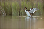 erstes Grün... Haubentaucher *Podiceps cristatus*