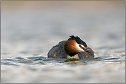 auf der Suche... Haubentaucher *Podiceps cristatus*