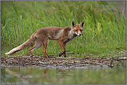 listig und verschlagen... Rotfuchs *Vulpes vulpes*