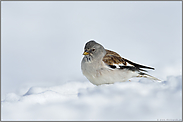 Überwinterer... Schneesperling *Montifringilla nivalis*