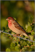 spätes Licht... Karmingimpel *Carpodacus erythrinus*