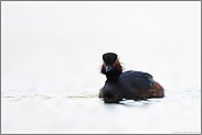 Blick zum Fotografen... Schwarzhalstaucher *Podiceps nigricollis *