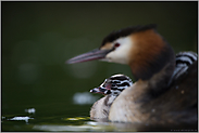 gut behütet... Haubentaucher *Podiceps cristatus*