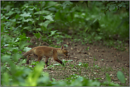 noch ganz klein... Rotfuchs *Vulpes vulpes*