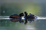 die Fütterung... Schwarzhalstaucher *Podiceps nigricollis*