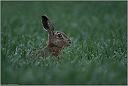 Meister Lampe... Feldhase *Lepus europaeus*