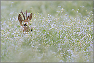 verborgen im Blütenmeer... Rehbock *Capreolus capreolus*