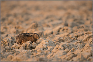 ganz ungewohnt... Feldhase *Lepus europaeus*