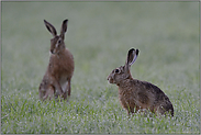 zwei im nassen Feld... Feldhasen *Lepus europaeus*