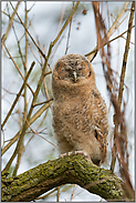 unausgeschlafen... Waldkauzästling *Strix aluco*