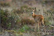 auf der Windwurffläche... Rehbock *Capreolus capreolus*