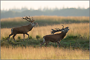 Rivalen... Rotwildbrunft *Cervus elaphus*