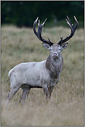 der weiße Hirsch... Rothirsch *Cervus elaphus*