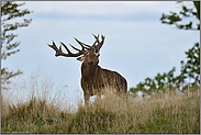 oben auf dem Hügel... Rothirsch *Cervus elaphus*