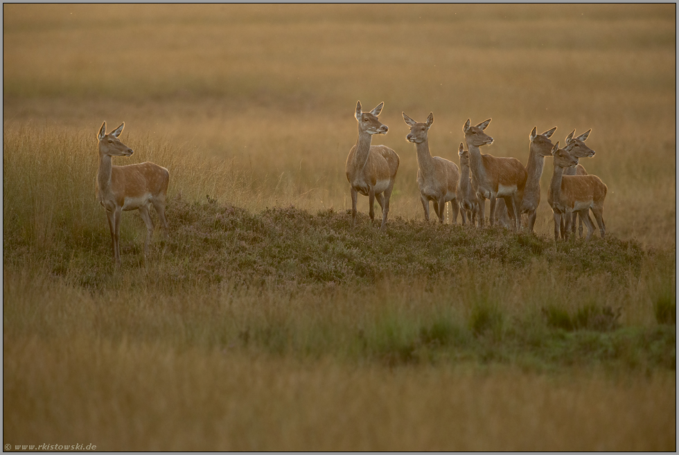 wartet mal... Rotwild *Cervus elaphus*