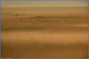 aufkommender Nebel... Rotwild *Cervus elaphus*