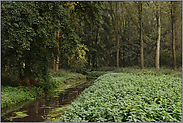 Mühlenbach, Kringsgraben und Strempe... Ilvericher Altrheinschlinge *Meerbusch*