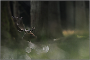 verborgen im Wald... Damhirsch *Dama dama*