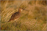 im Abendlicht... Grosser Brachvogel *Numenius arquata*