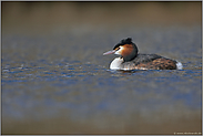 Wind kräuselt über's Wasser... Haubentaucher *Podiceps cristatus*