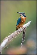 wunderschön... Eisvogel *Alcedo atthis*