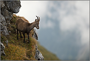 trächtig oder vollgefressen... Steingeiss *Capra ibex*