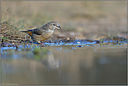 ein Jungvogel... Kiefernkreuzschnabel *Loxia pytyopsittacus*