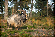 Landschaftspfleger... Niederländische Landziege *Capra hircus*