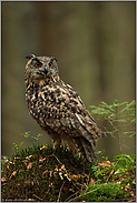 im Wald... Europäischer Uhu *Bubo bubo*