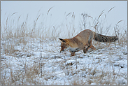 auf Mäusejagd... Rotfuchs *Vulpes vulpes*