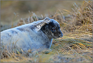 was war da noch... Kegelrobbe *Halichoerus grypus*