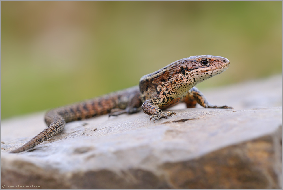 Reptil des Jahres 2006... Waldeidechse *Zootoca vivipara*
