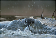 gegen die Strömung... Wasseramsel *Cinclus cinclus*  taucht unter Wasser