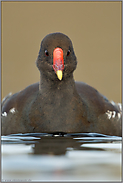 Auge in Auge... Teichralle *Gallinula chloropus*