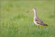 im hellen Kleid... Uferschnepfe *Limosa limosa*