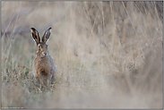 im hohen Gras... Feldhase *Lepus europaeus*