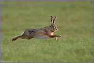 im Sprung... Feldhase *Lepus europaeus*